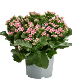 Freiland-Kalanchoe, verschiedene Farben