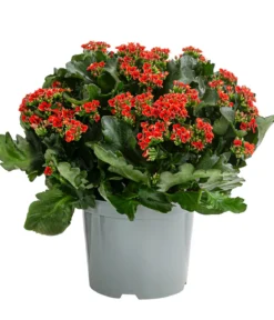 Freiland-Kalanchoe, verschiedene Farben