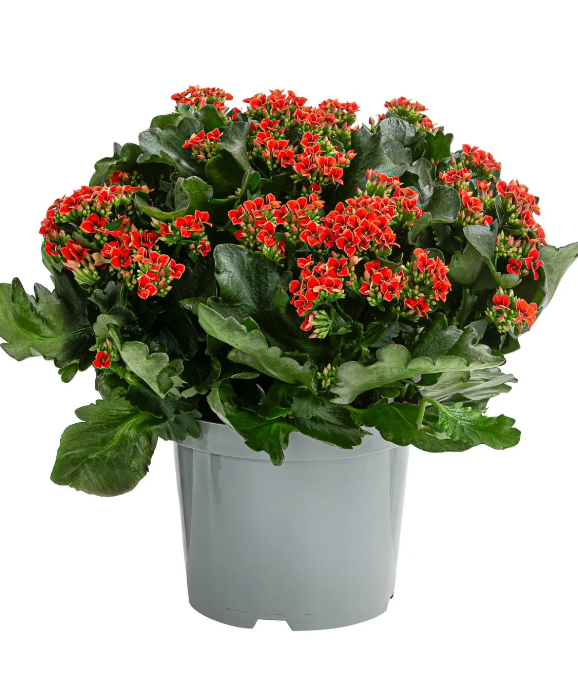Freiland-Kalanchoe, verschiedene Farben