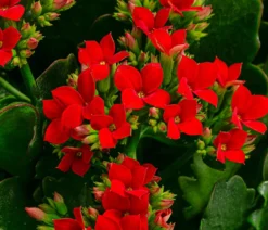 Freiland-Kalanchoe, verschiedene Farben