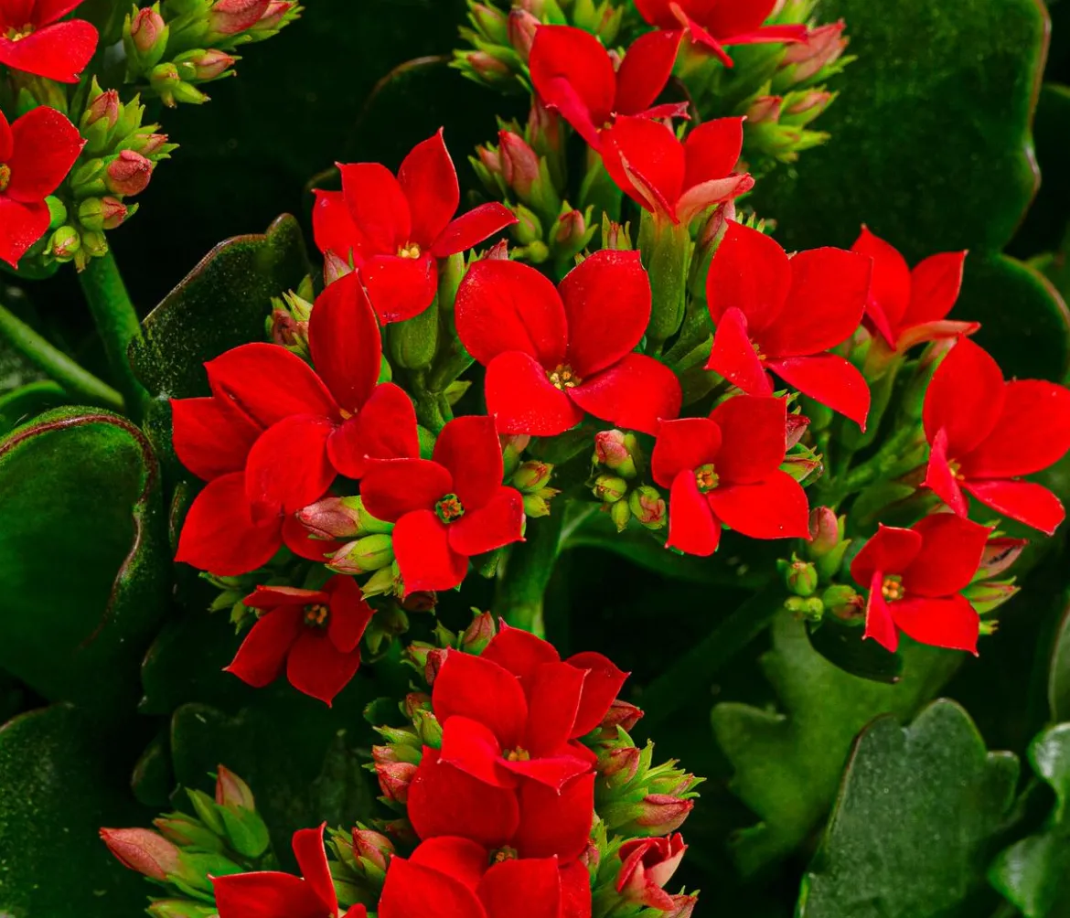 Freiland-Kalanchoe, verschiedene Farben