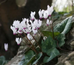 Frühlings-Alpenveilchen - Garten-Alpenveilchen