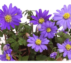 Frühlings-Anemone - Strahlen-Anemone, blau