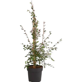 Frühlings-Kamelie 'Cupido®', Pyramide