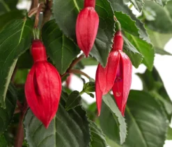 Fuchsie, Stämmchen, verschiedene Sorten