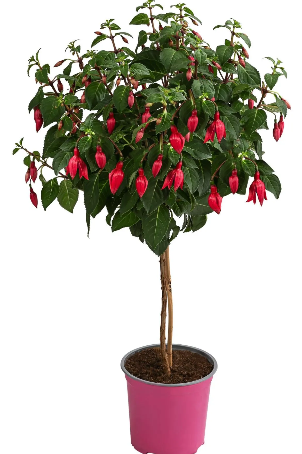 Fuchsie, Stämmchen, verschiedene Sorten