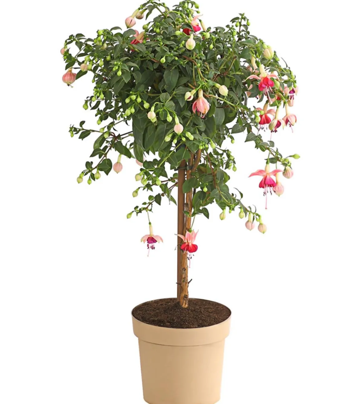 Fuchsie, Stämmchen, verschiedene Sorten