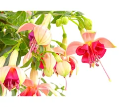 Fuchsie, Stämmchen, verschiedene Sorten
