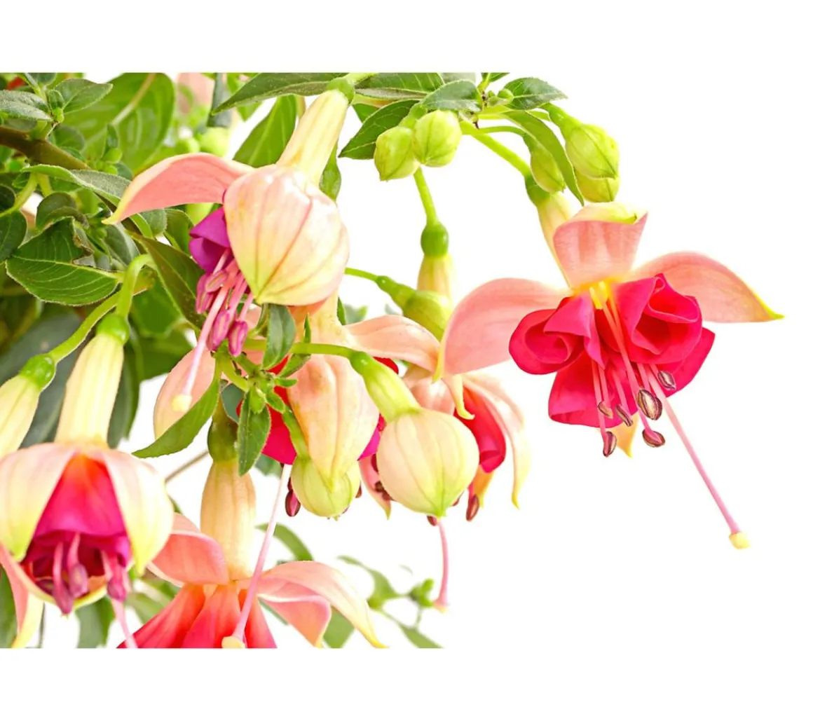 Fuchsie, Stämmchen, verschiedene Sorten