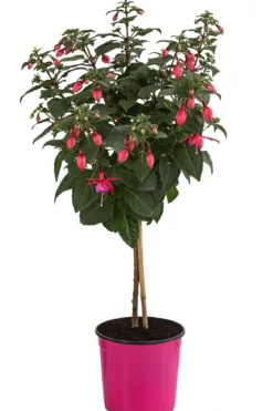 Fuchsie, Stämmchen, verschiedene Sorten