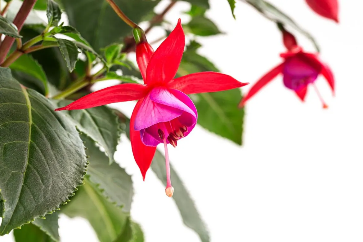 Fuchsie, Stämmchen, verschiedene Sorten