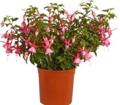 Fuchsie, verschiedene Sorten