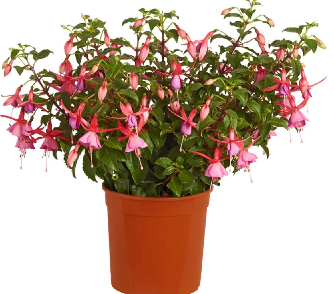 Fuchsie, verschiedene Sorten