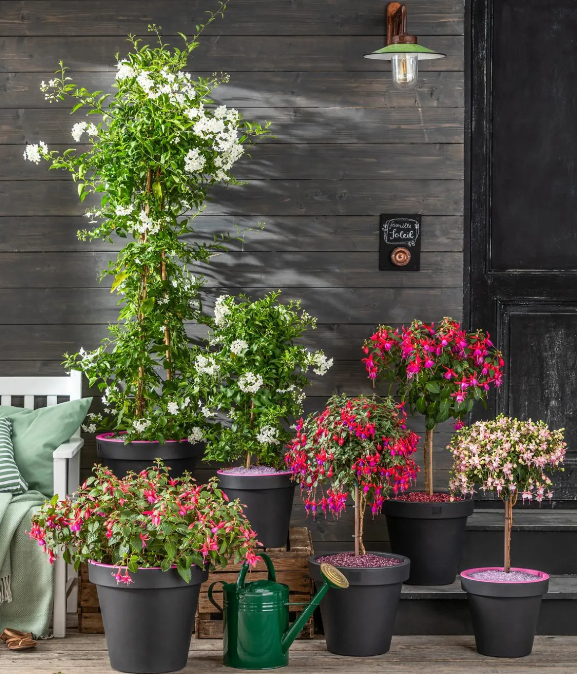 Fuchsie, verschiedene Sorten