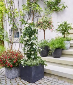 Fuchsie, verschiedene Sorten