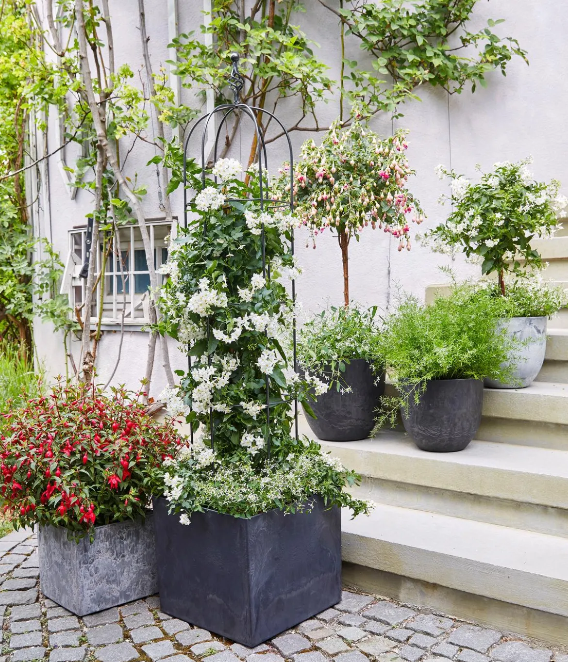 Fuchsie, verschiedene Sorten