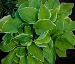 Funkie 'Frozen Margarita'