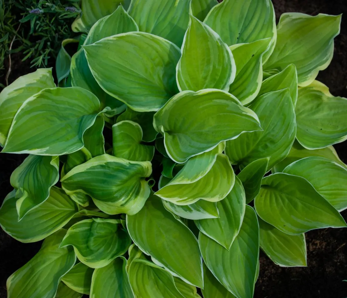 Funkie 'Frozen Margarita'