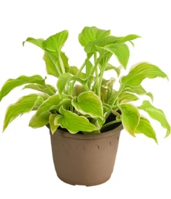Funkie 'Frozen Margarita'