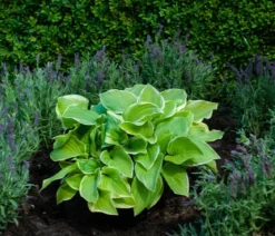 Funkie 'Frozen Margarita'