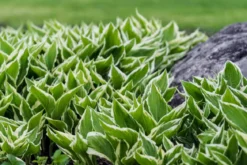 Funkie - Hosta, verschiedene Sorten