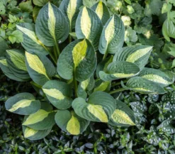 Funkie - Hosta, verschiedene Sorten
