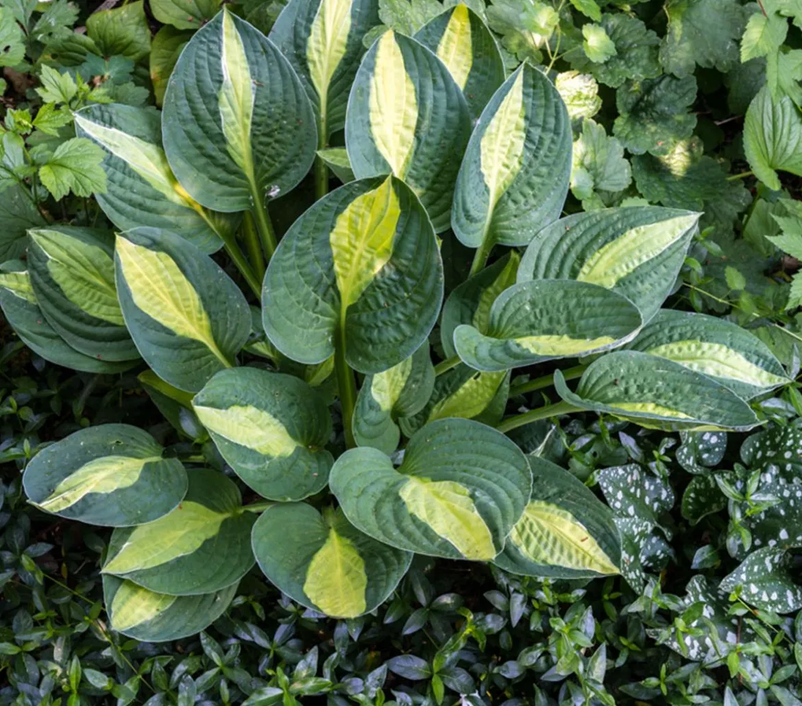 Funkie - Hosta, verschiedene Sorten