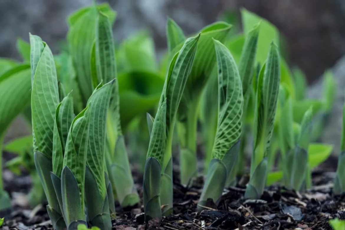Funkie - Hosta, verschiedene Sorten