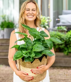 Funkie - Hosta, verschiedene Sorten