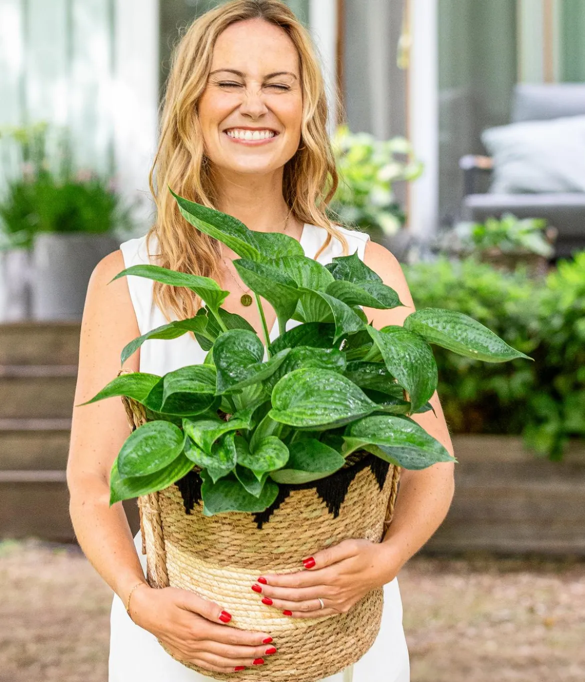 Funkie - Hosta, verschiedene Sorten