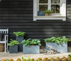 Funkie - Hosta, verschiedene Sorten