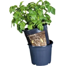 Gardenlife Potato Pot, schwarz, ca. Ø30/H27 cm