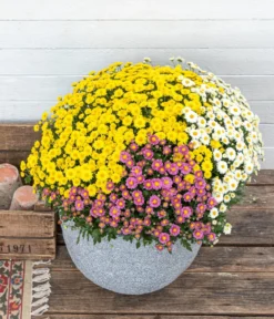 Garten Chrysanthemen-Trio