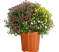 Garten Chrysanthemen-Trio