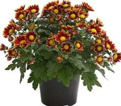 Garten-Chrysantheme, Sonderfarben