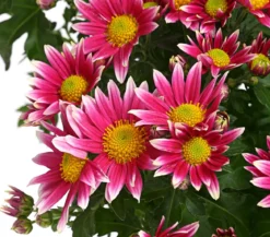 Garten-Chrysantheme, Sonderfarben