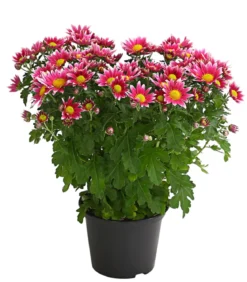 Garten-Chrysantheme, Sonderfarben