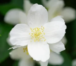 Gartenjasmin 'Lemoinei'
