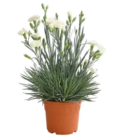 Garten-Nelke 'Devon Cottage', verschiedene Farben