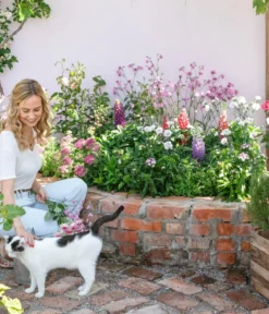 Garten-Nelke 'Devon Cottage', verschiedene Farben