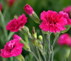 Garten-Nelke 'Devon Cottage', verschiedene Farben