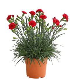 Garten-Nelke 'Devon Cottage', verschiedene Farben