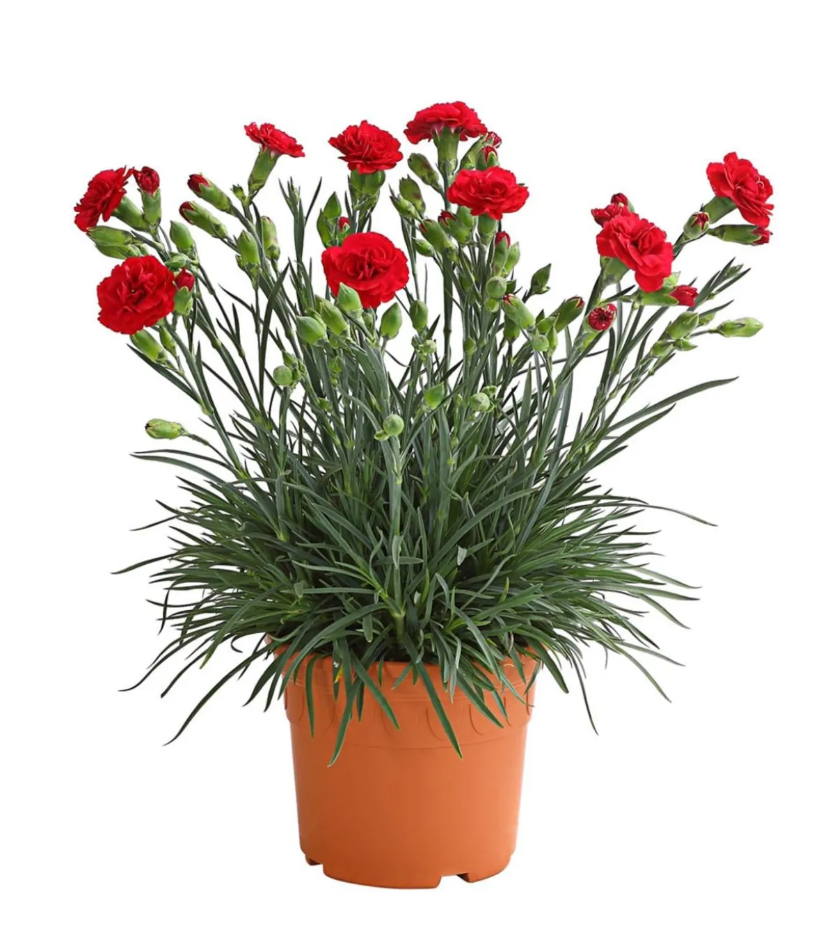 Garten-Nelke 'Devon Cottage', verschiedene Farben