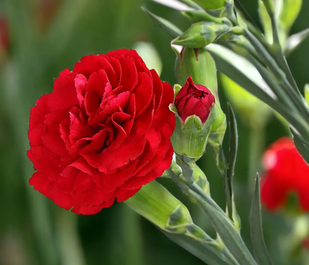 Garten-Nelke 'Devon Cottage', verschiedene Farben