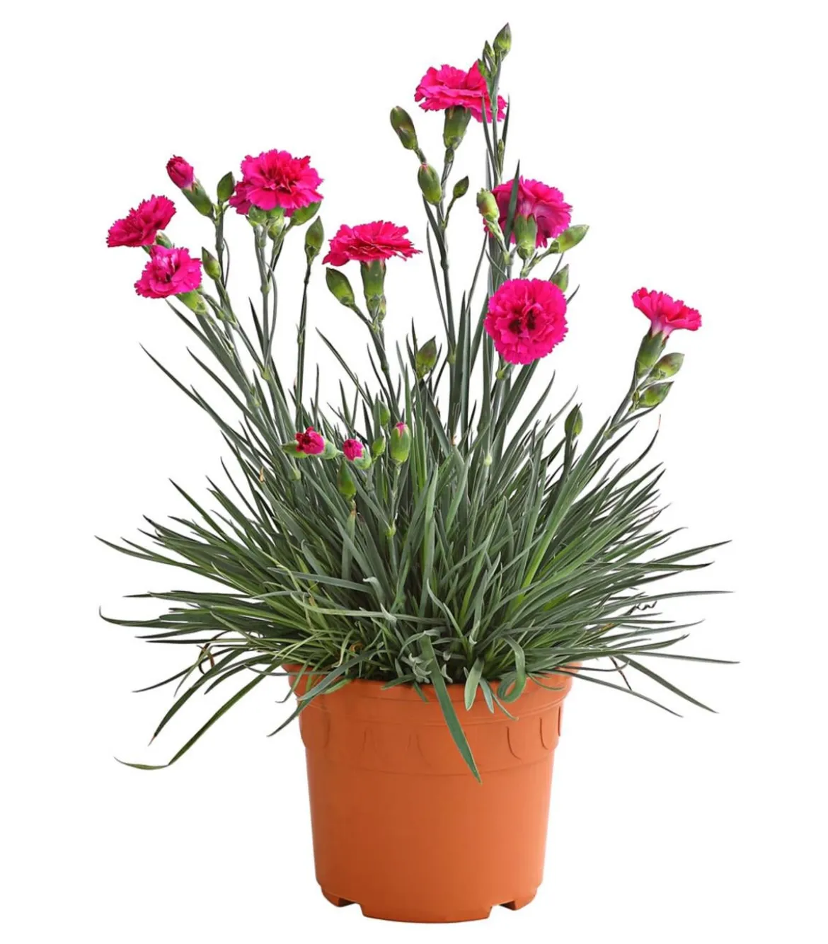 Garten-Nelke 'Devon Cottage', verschiedene Farben