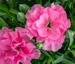 Garten-Nelke 'I Love You'