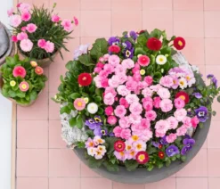 Garten-Nelke 'I Love You'