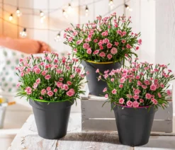 Garten-Nelke 'Peach Party'