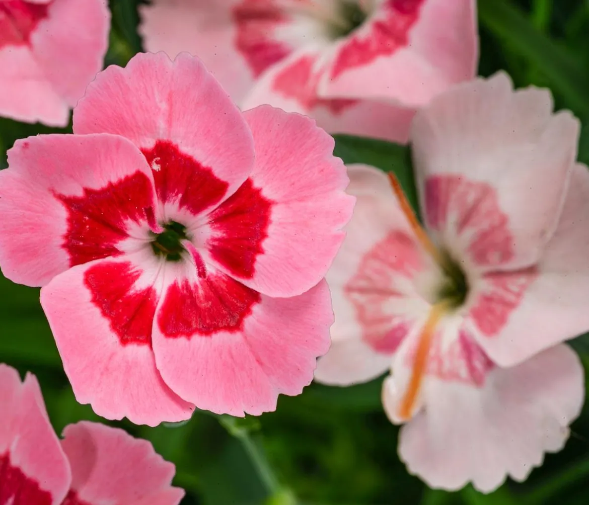 Garten-Nelke 'Peach Party'