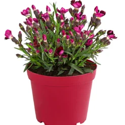 Garten-Nelke 'Pental'